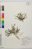 藏品(石胡荽、吐金草)的圖片