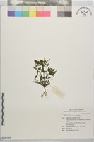 藏品(大狼把草)的圖片