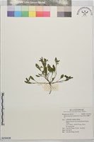 藏品(細纍子草)的圖片
