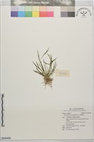 藏品(庭菖蒲)的圖片