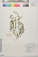 藏品(廣東葶藶)的圖片