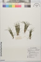 藏品(毛球柱草、高雄球柱草)的圖片