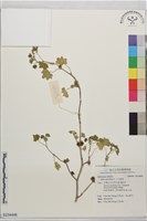 藏品(小花錦葵)的圖片