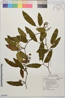 藏品(三腳虌草)的圖片