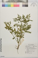 藏品(水芹菜)的圖片
