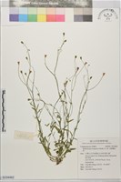 藏品(細葉蘭花參)的圖片