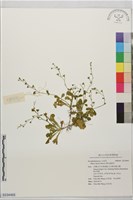 藏品(佛氏通泉草)的圖片