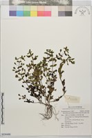 藏品(黃花過長沙舅)的圖片