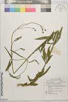 藏品(狹葉馬鞭草)的圖片
