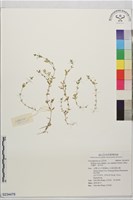 藏品(天蓬草、雀舌草)的圖片