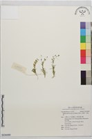 藏品(瓜槌草、漆姑草)的圖片