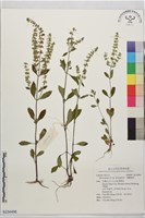 藏品(節毛鼠尾草、賴斷頭草)的圖片
