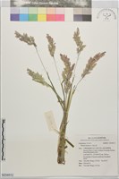 藏品(絨毛草)的圖片