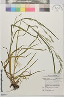 藏品(大扁雀麥)的圖片