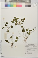 藏品(喜岩堇菜)的圖片