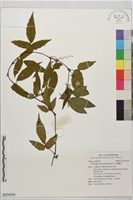 藏品(三腳虌草)的圖片
