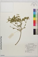 藏品(台灣佛甲草、石板菜)的圖片