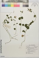 藏品(鈴木草、假馬蹄草)的圖片