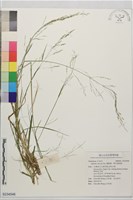 藏品(翦股穎、華北剪股穎)的圖片