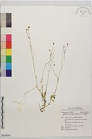 藏品(細葉蘭花參)的圖片