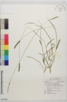 藏品(囊穎草)的圖片