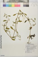 藏品(匙葉蓮子草)的圖片