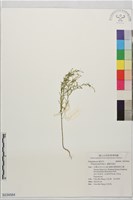 藏品(圓錐花遠志)的圖片