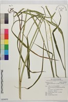 藏品(毛花雀稗、達利雀稗、大利草)的圖片