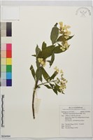 藏品(狹瓣八仙花)的圖片