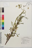 藏品(苦滇菜、苦菜)的圖片
