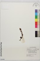 藏品(小囊山珊瑚、直立山珊瑚)的圖片