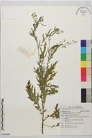藏品(銀膠菊)的圖片
