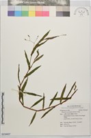 藏品()的圖片
