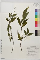藏品(毛果柃木、菱葉柃木)的圖片