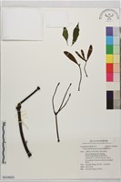 藏品(臺灣槲寄生)的圖片