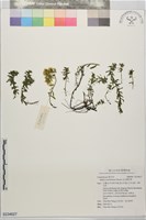 藏品(玉山佛甲草)的圖片