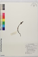 藏品(錫杖花)的圖片