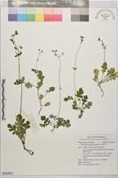 藏品(三萼花草)的圖片