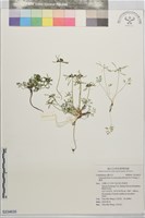藏品(山薰香)的圖片