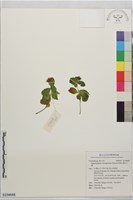 藏品(穗花八寶)的圖片