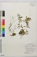 藏品(葉芽筷子芥)的圖片