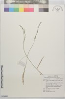 藏品()的圖片