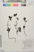 藏品(馬先蒿，玉山蒿草)的圖片