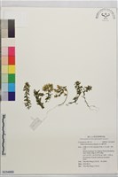 藏品(玉山佛甲草)的圖片