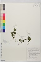 藏品(高山露珠草)的圖片