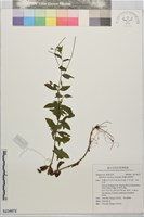 藏品(黑龍江柳葉菜)的圖片