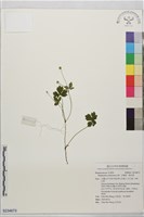 藏品(水辣菜、禺毛茛)的圖片