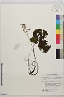 藏品(雪山蟹甲草)的圖片