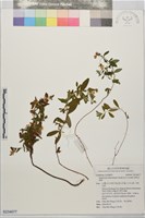 藏品(短柄金絲桃)的圖片