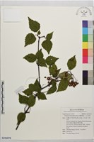 藏品(樺葉莢迷、玉山莢迷)的圖片